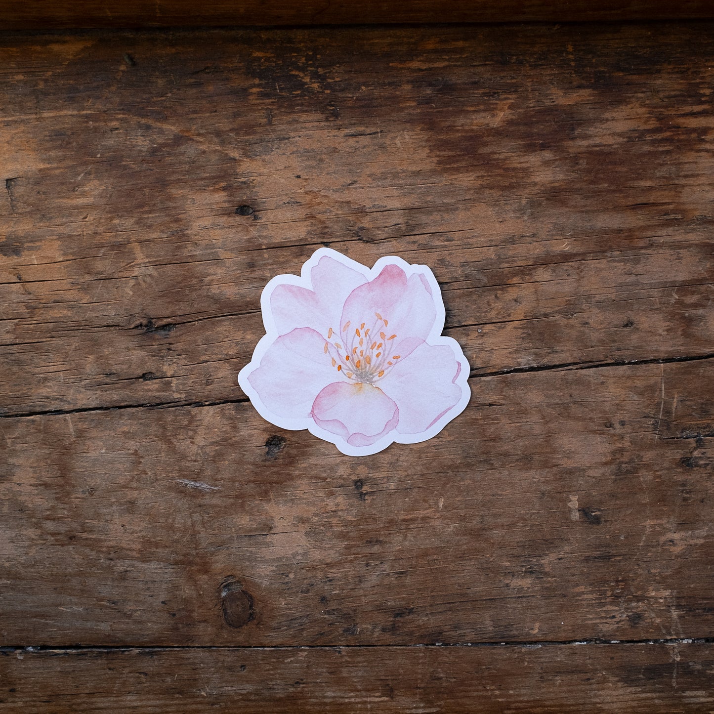 Autocollant - Fleur de cerisier