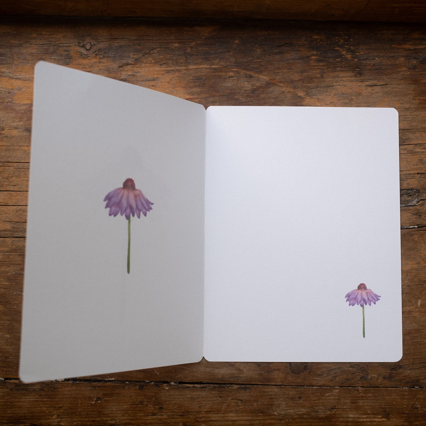 Carte - Fleur d'échinacée
